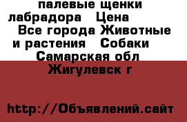 палевые щенки лабрадора › Цена ­ 30 000 - Все города Животные и растения » Собаки   . Самарская обл.,Жигулевск г.